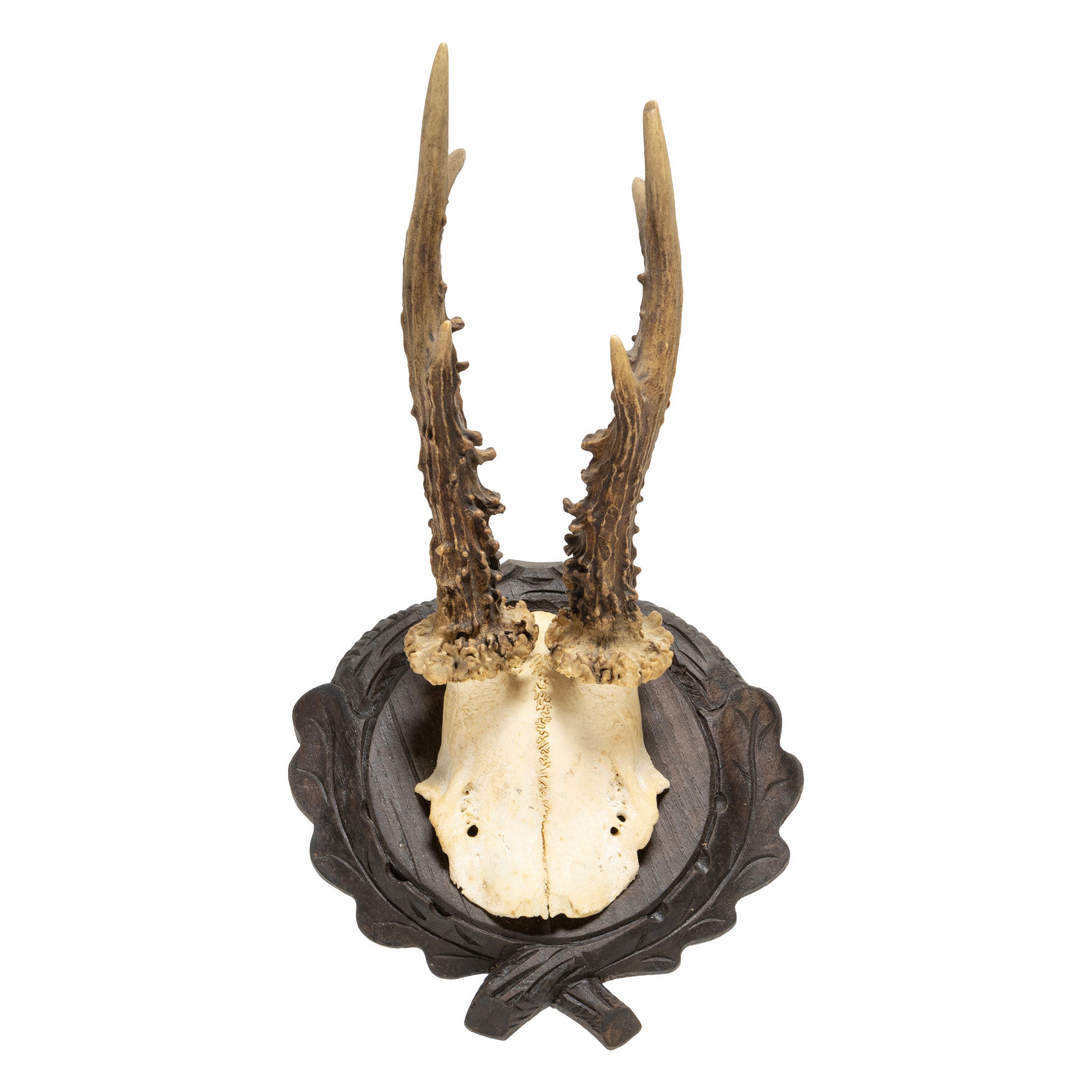 Roe Deer Collection