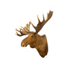 Moose Shoulder Mount, Furnishings, Taxidermy, Moose