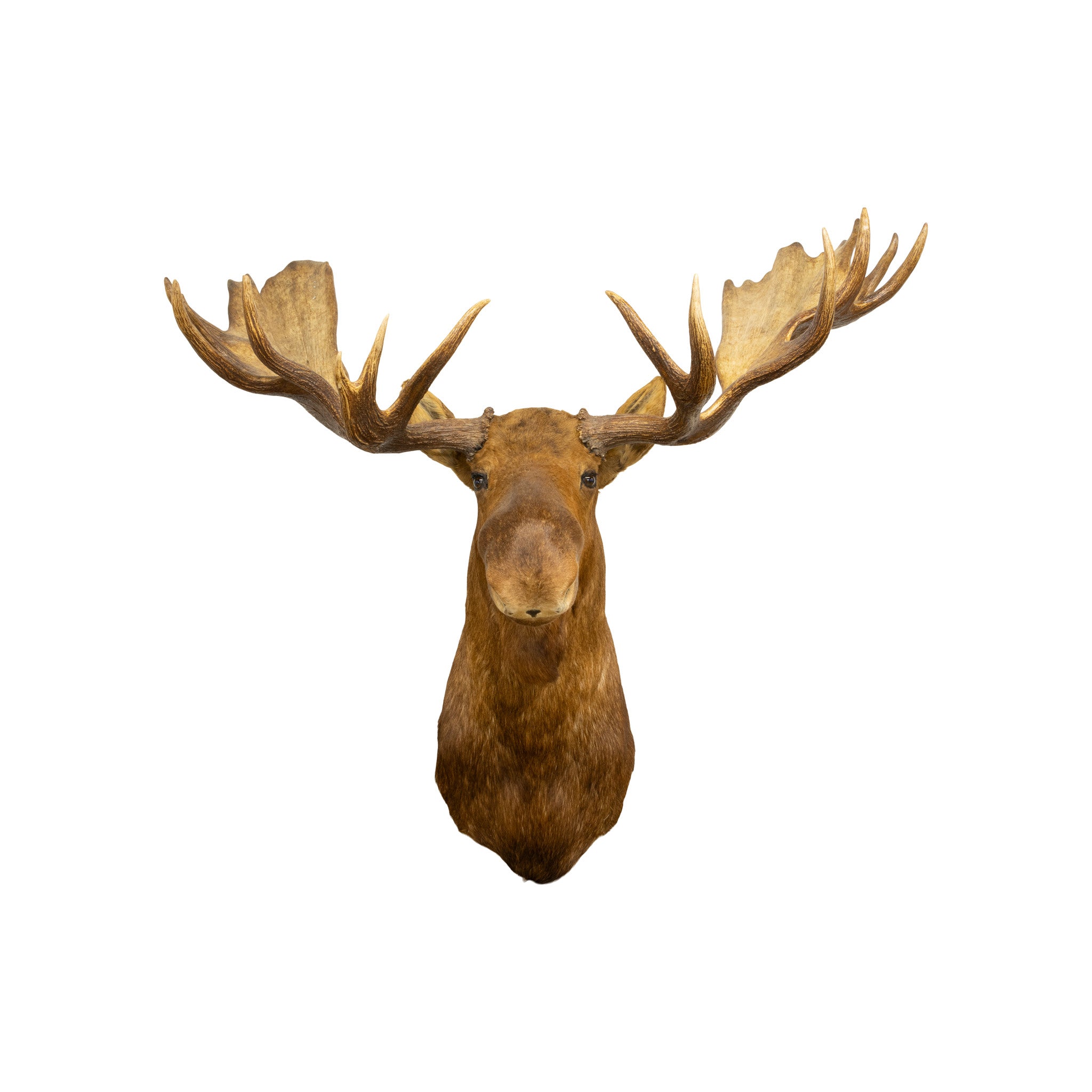 Moose Shoulder Mount