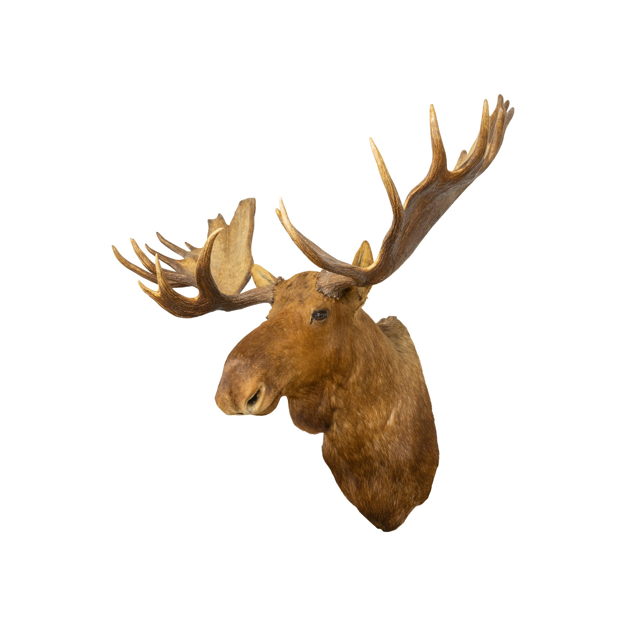 Moose Shoulder Mount