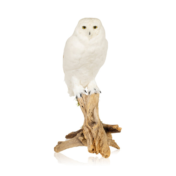 Snowy Owl, Furnishings, Taxidermy, Bird