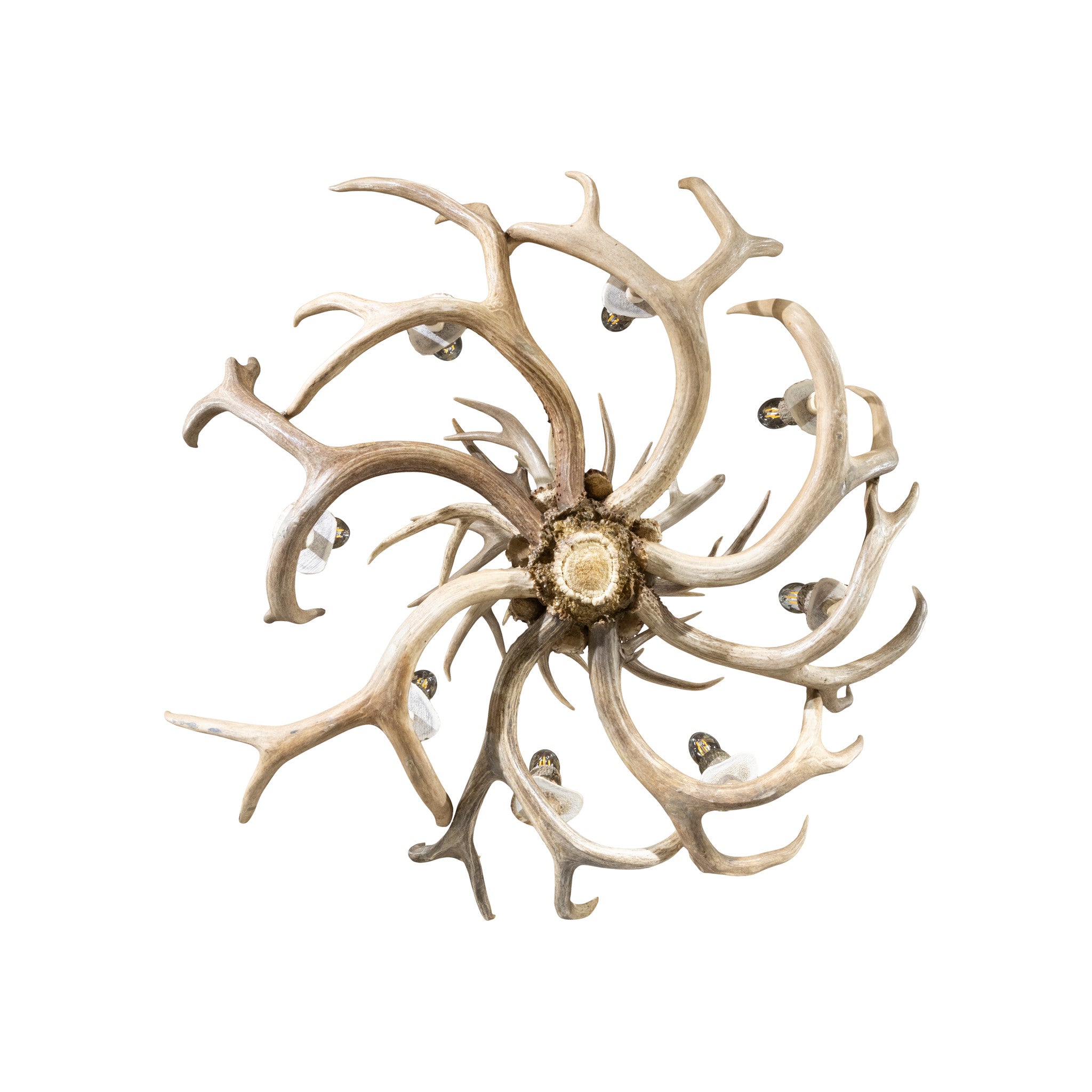 Mule Deer Chandelier