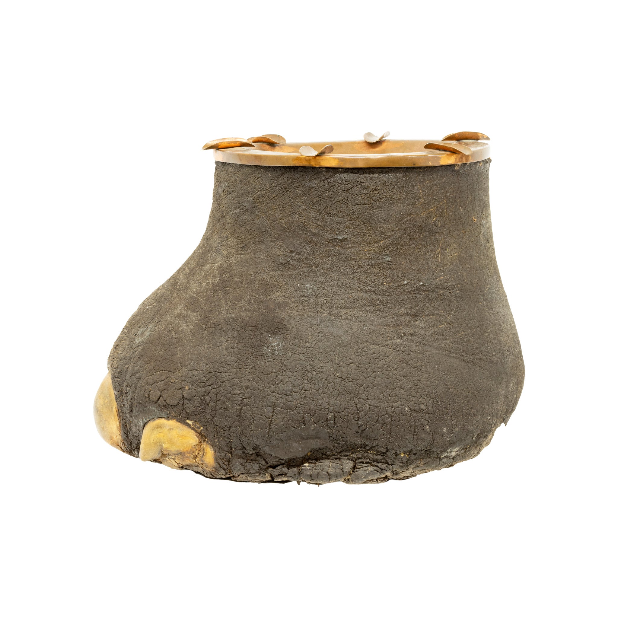 Elephant Foot Stand Liquor Cabinet