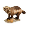 Full Mount Wolverine, Furnishings, Taxidermy, Other