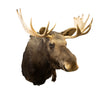 Shiras Moose Shoulder Mount, Furnishings, Taxidermy, Moose