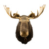 Shiras Moose Shoulder Mount