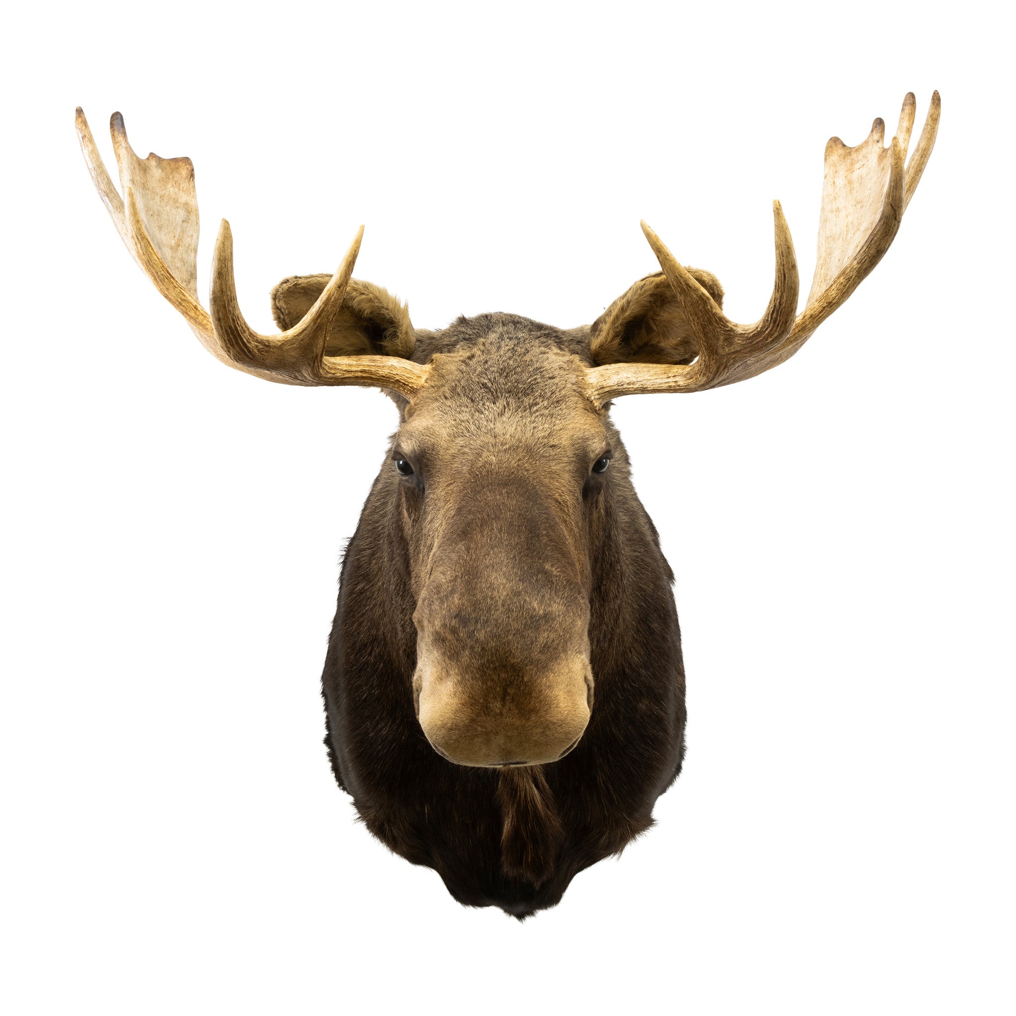 Shiras Moose Shoulder Mount