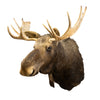 Shiras Moose Shoulder Mount