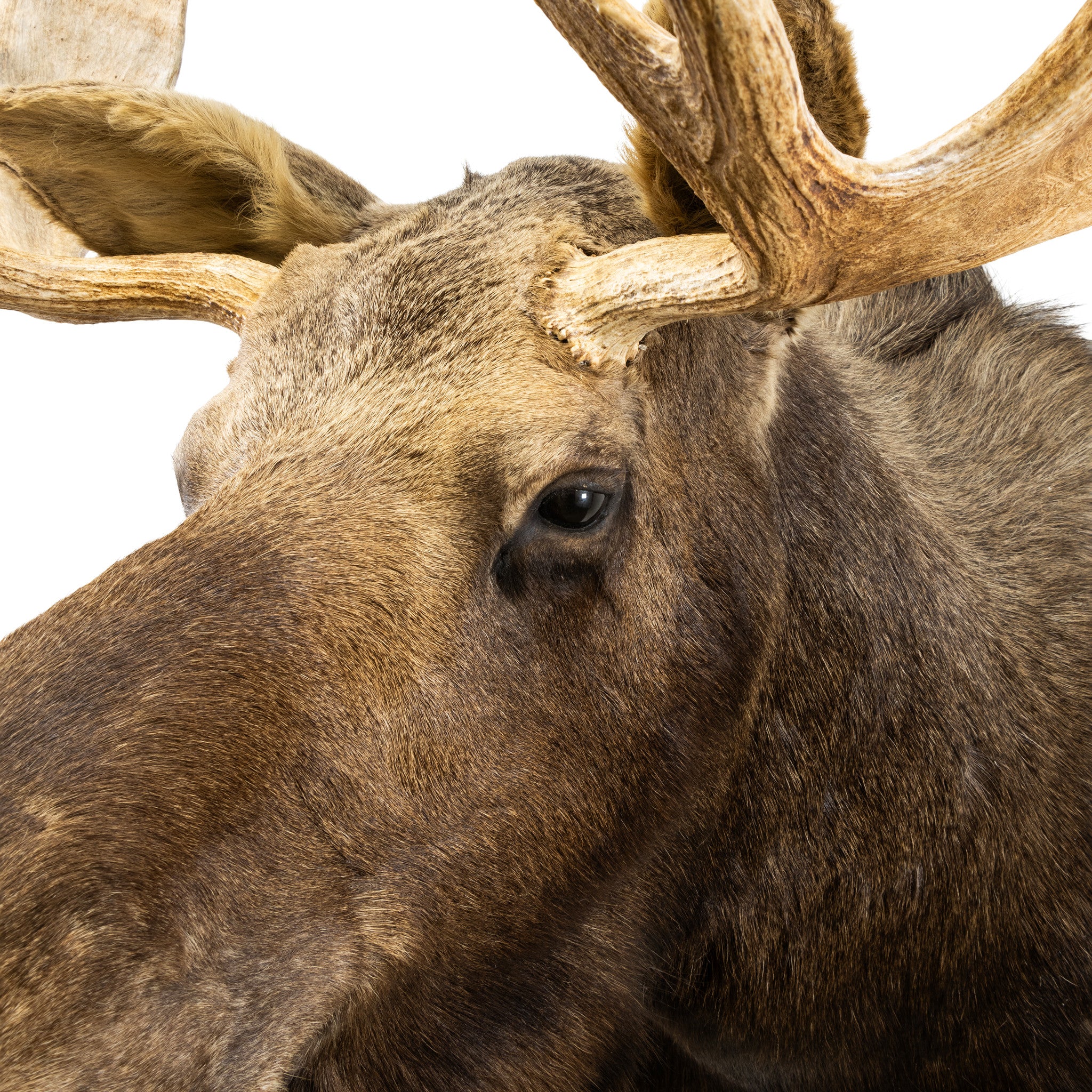 Shiras Moose Shoulder Mount