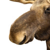 Shiras Moose Shoulder Mount