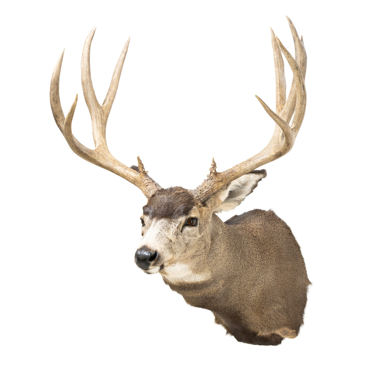 Record Book Mule Deer Shoulder Mount — Cisco's Gallery