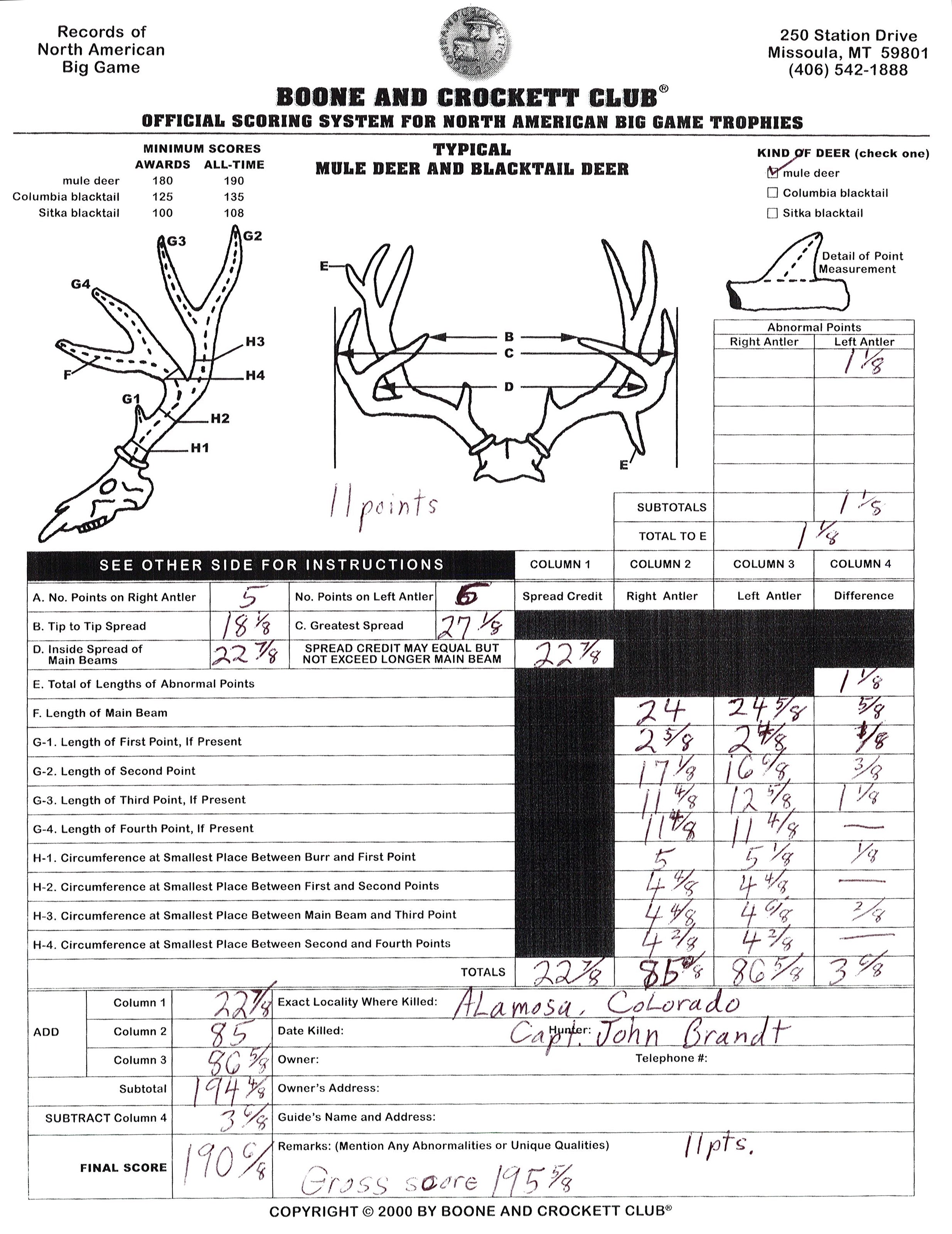 Record Book Mule Deer Shoulder Mount