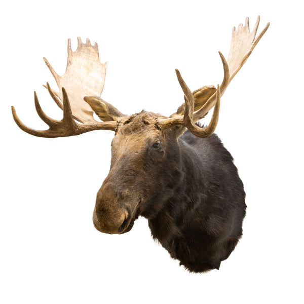 Canadian Moose Shoulder Mount, Furnishings, Taxidermy, Moose