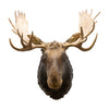 Canadian Moose Shoulder Mount