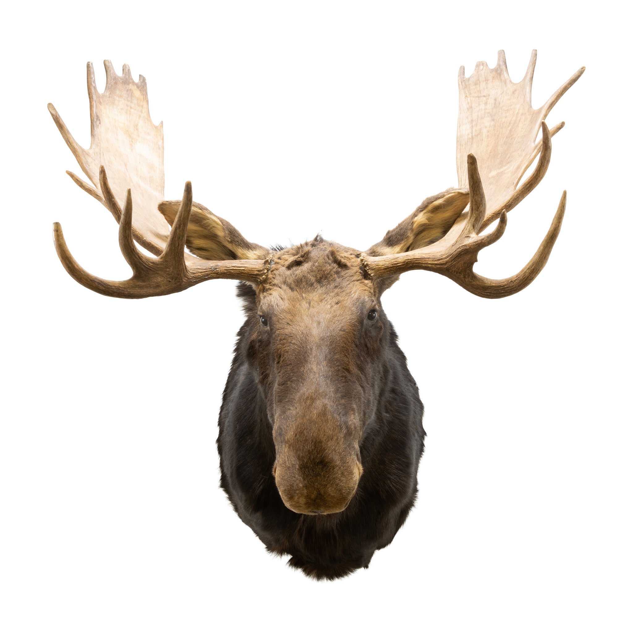 Canadian Moose Shoulder Mount