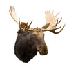 Canadian Moose Shoulder Mount