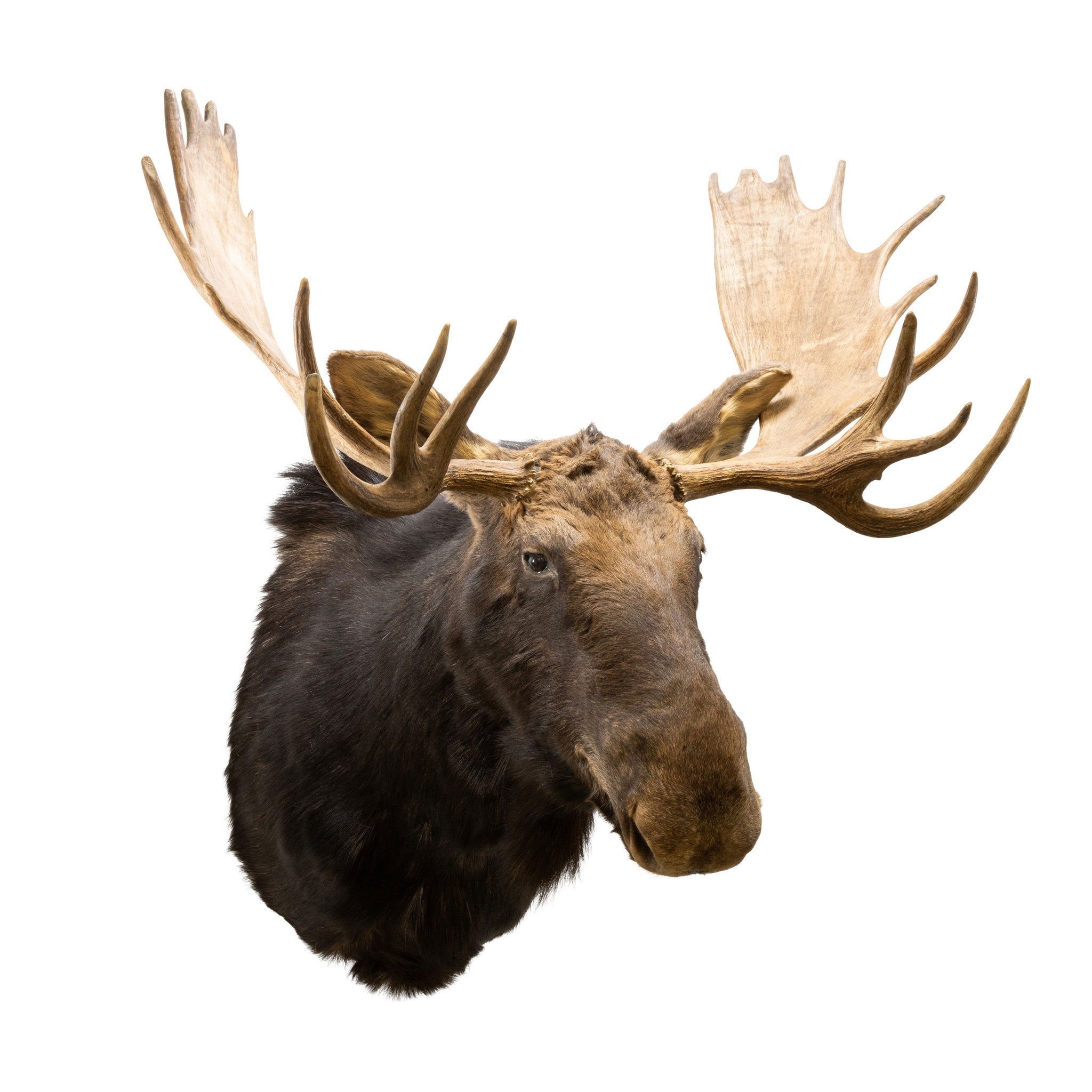 Canadian Moose Shoulder Mount