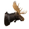 Canadian Moose Shoulder Mount