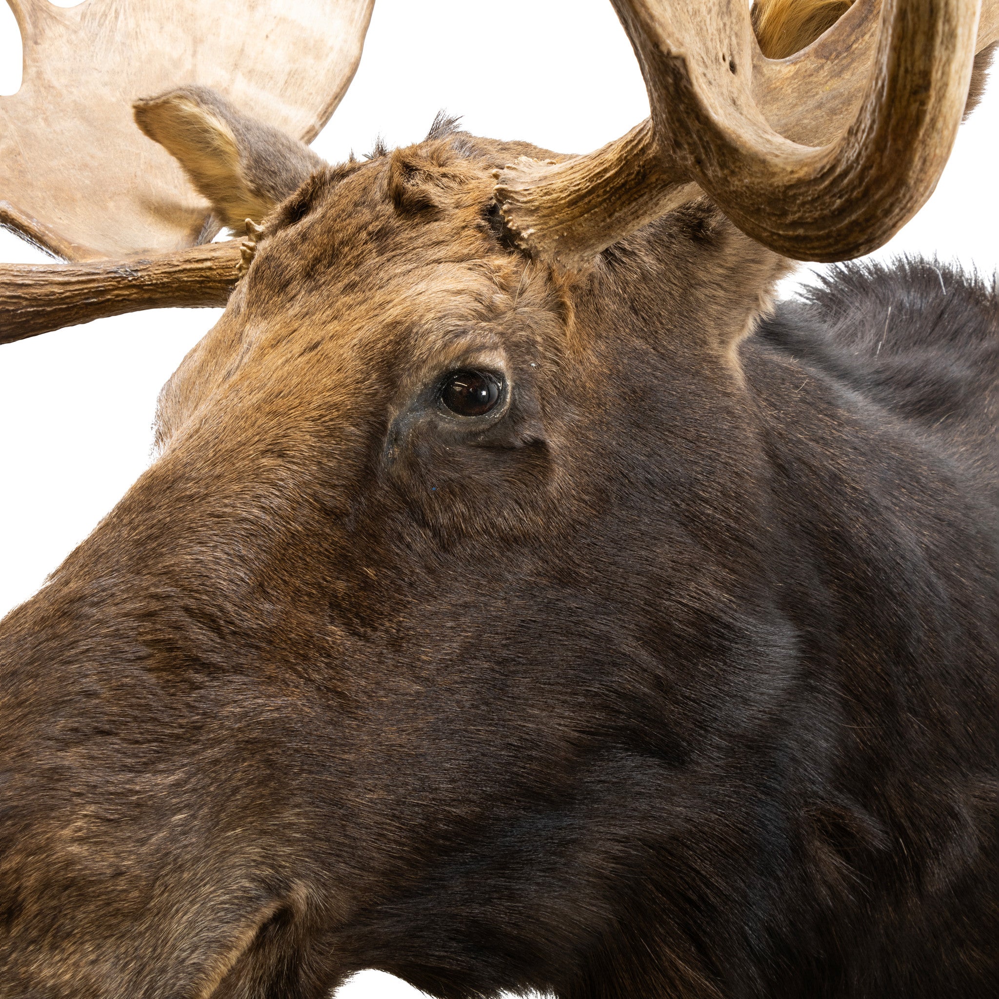 Canadian Moose Shoulder Mount