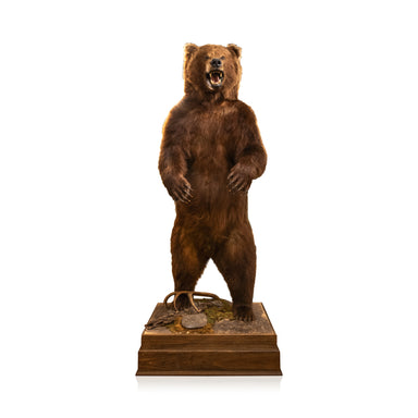 Alaskan Full Body Standing Brown Bear, Furnishings, Taxidermy, Bear