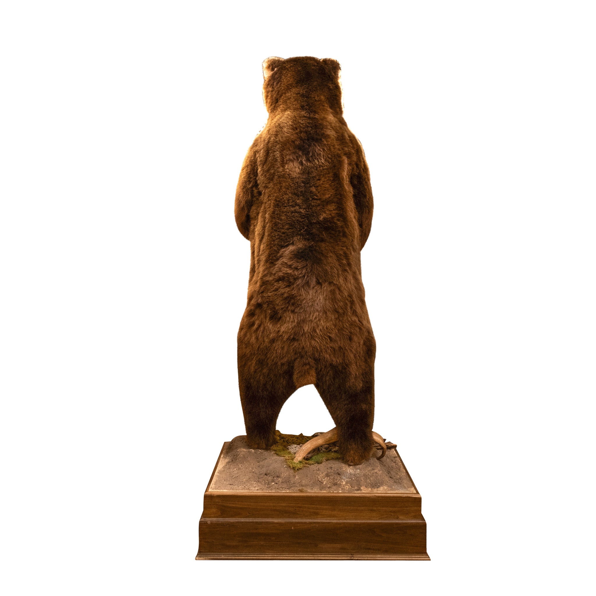 Alaskan Full Body Standing Brown Bear