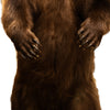 Alaskan Full Body Standing Brown Bear