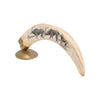 African Warthog Tusk