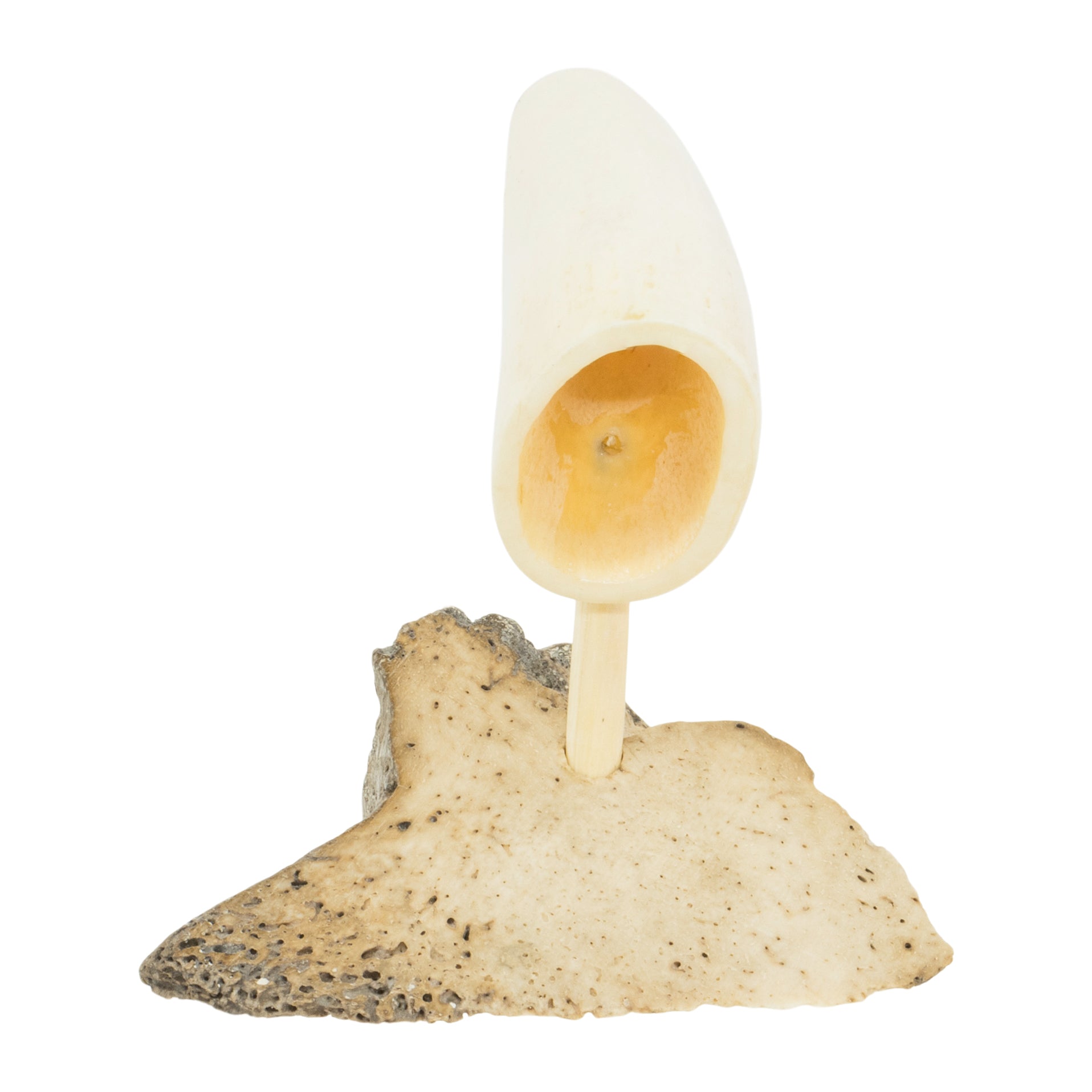 Inuit Walrus Ivory Walrus Head