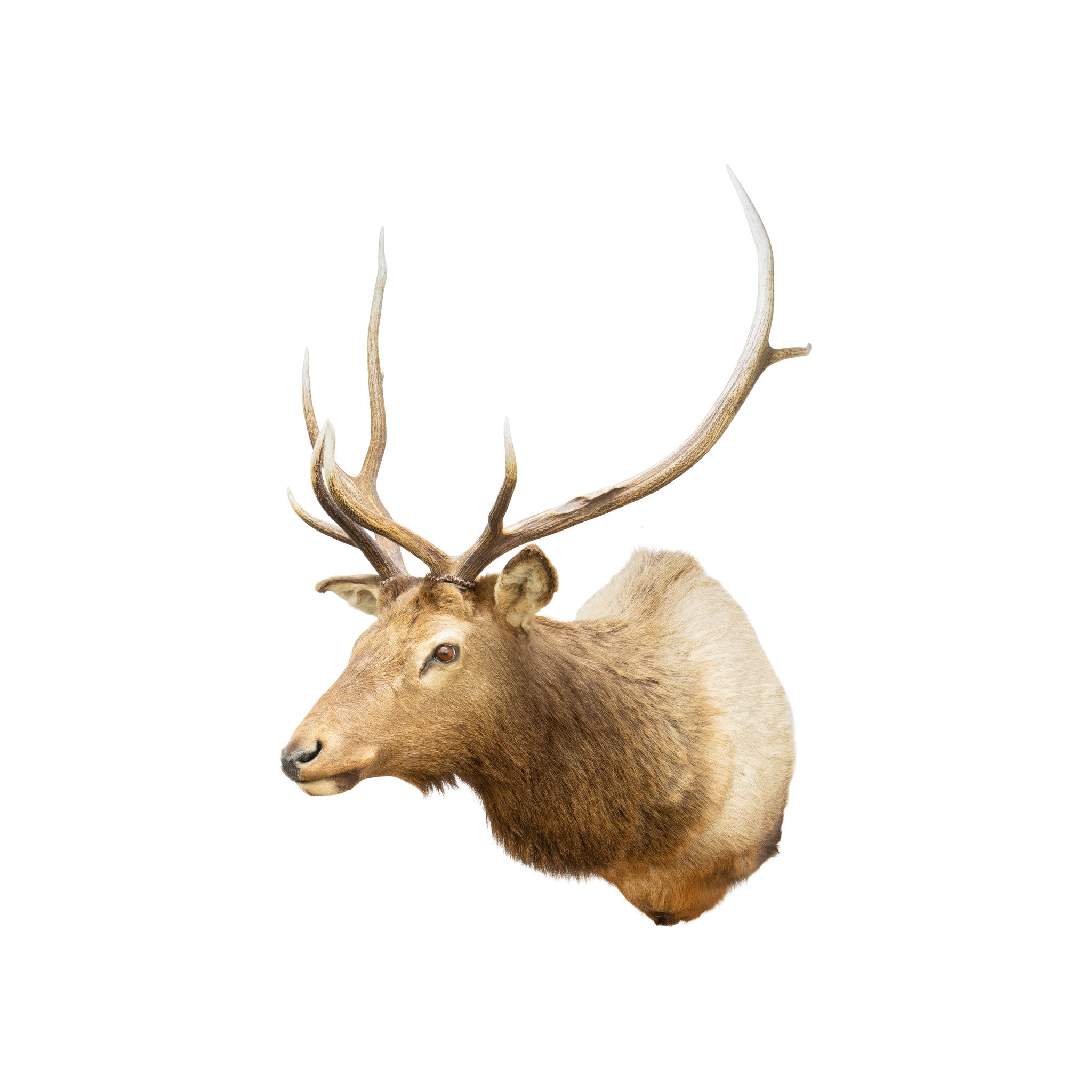 Idaho 4 x 4 Elk Mount