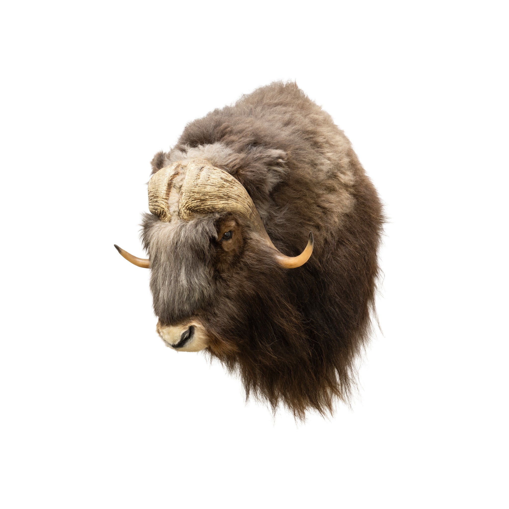 Muskox Shoulder Mount, Furnishings, Taxidermy, Other