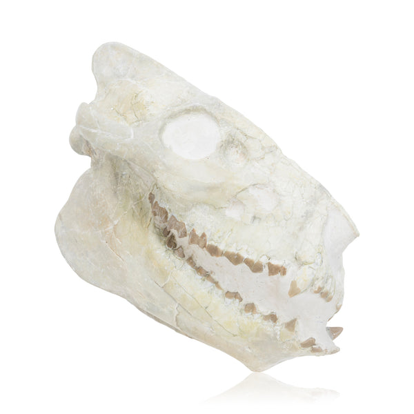 Merycoidodontid Culbertson Oreodont Skull Fossil, Furnishings, Decor, Other