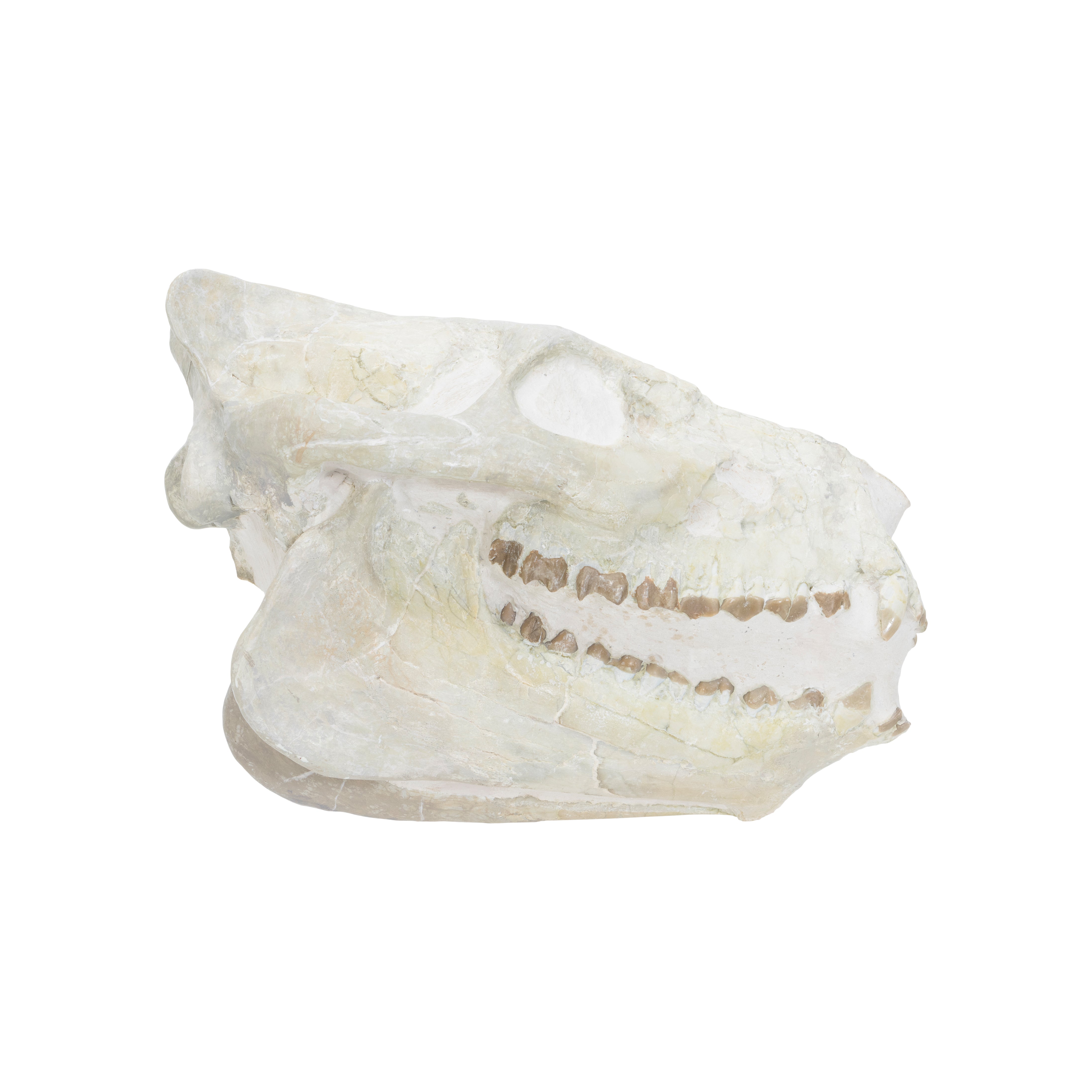Merycoidodontid Culbertson Oreodont Skull Fossil