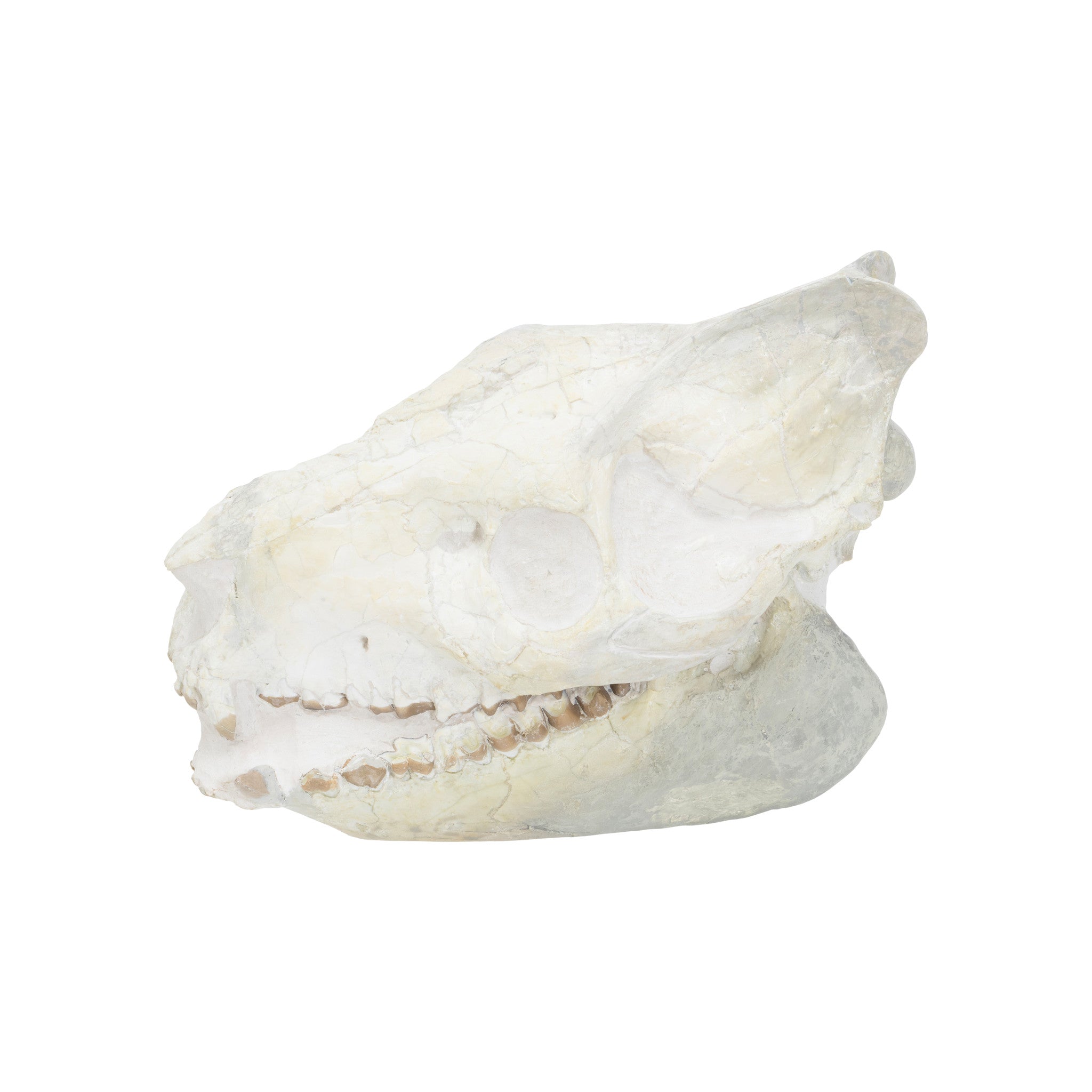 Merycoidodontid Culbertson Oreodont Skull Fossil