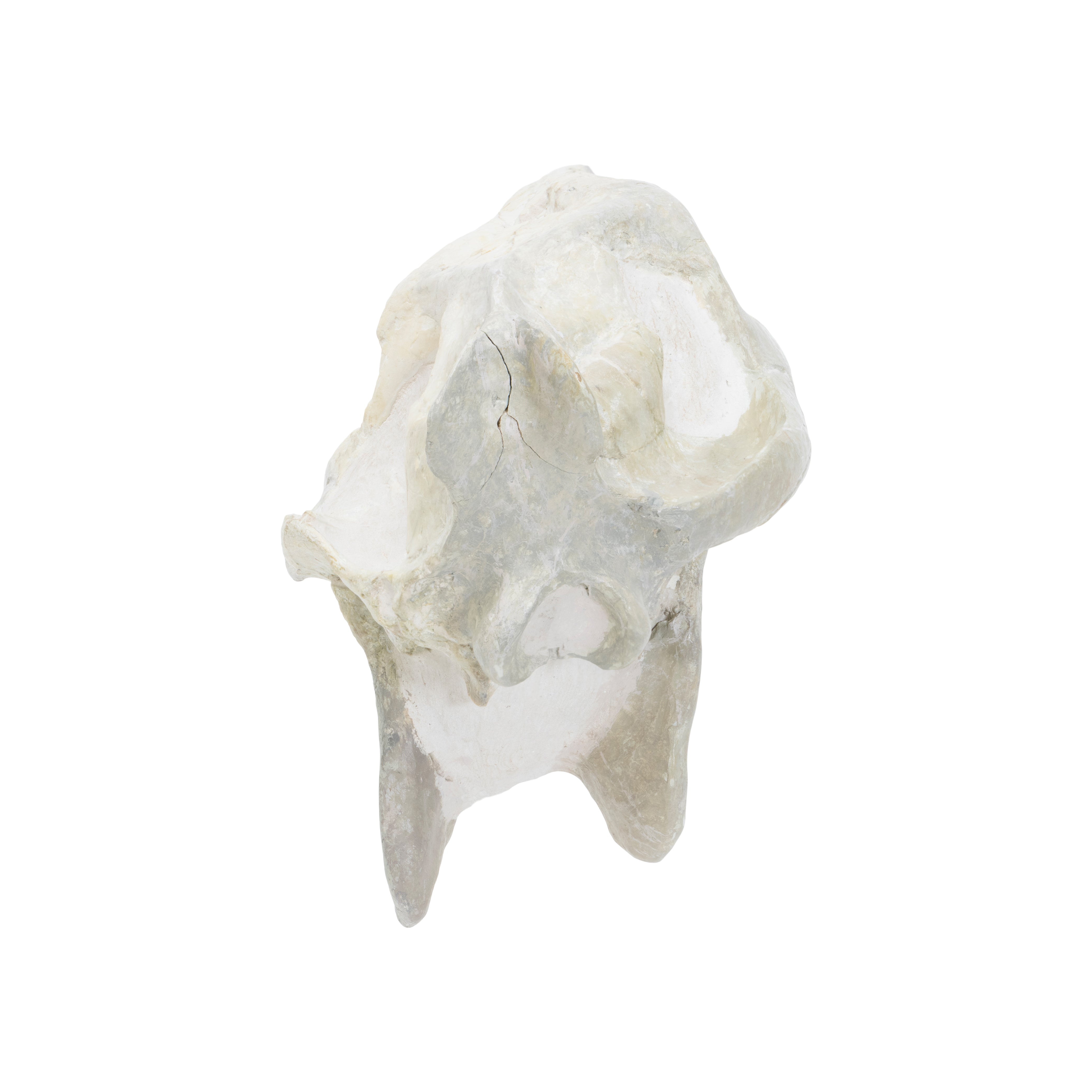 Merycoidodontid Culbertson Oreodont Skull Fossil
