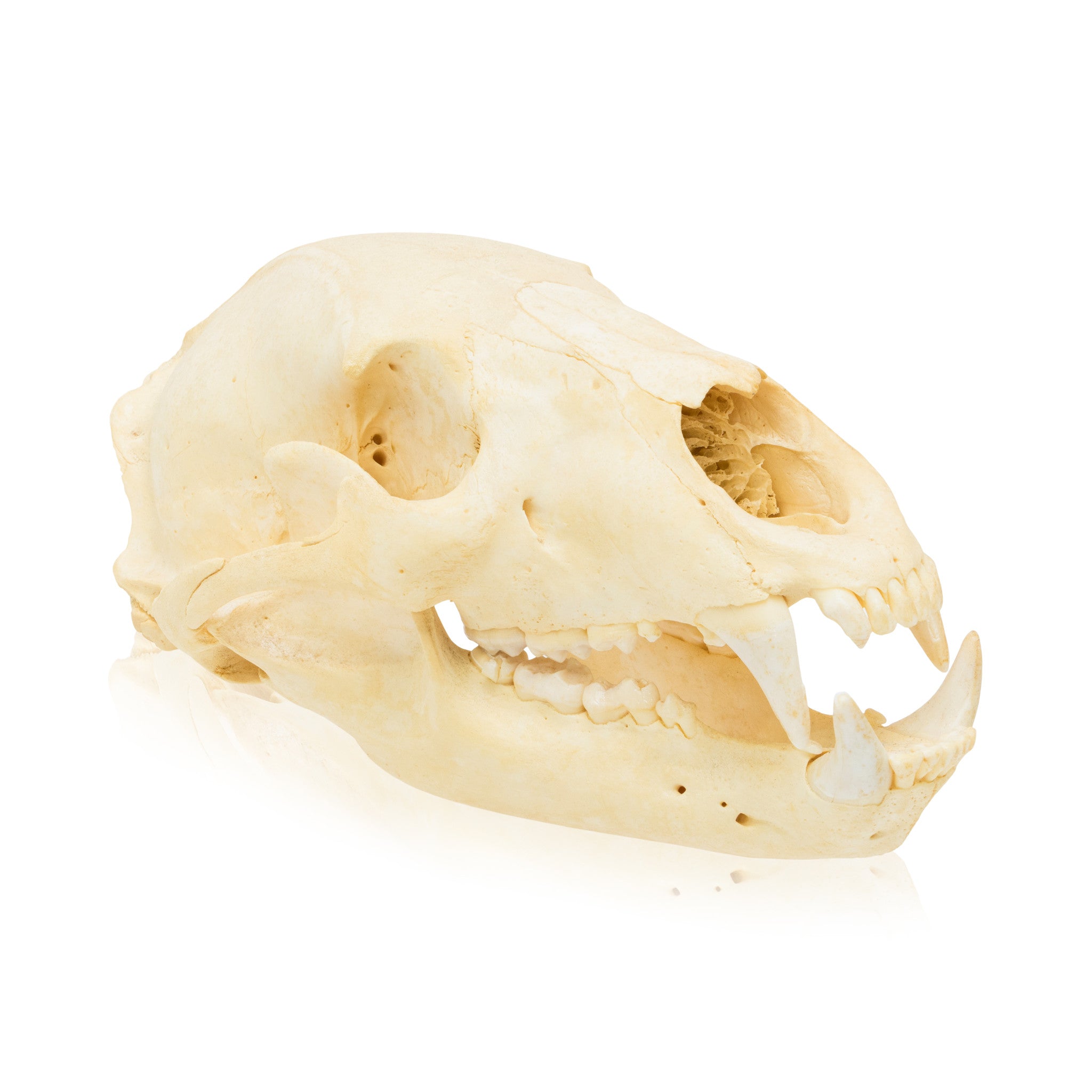 Bear Skull, Furnishings, Taxidermy, Bear
