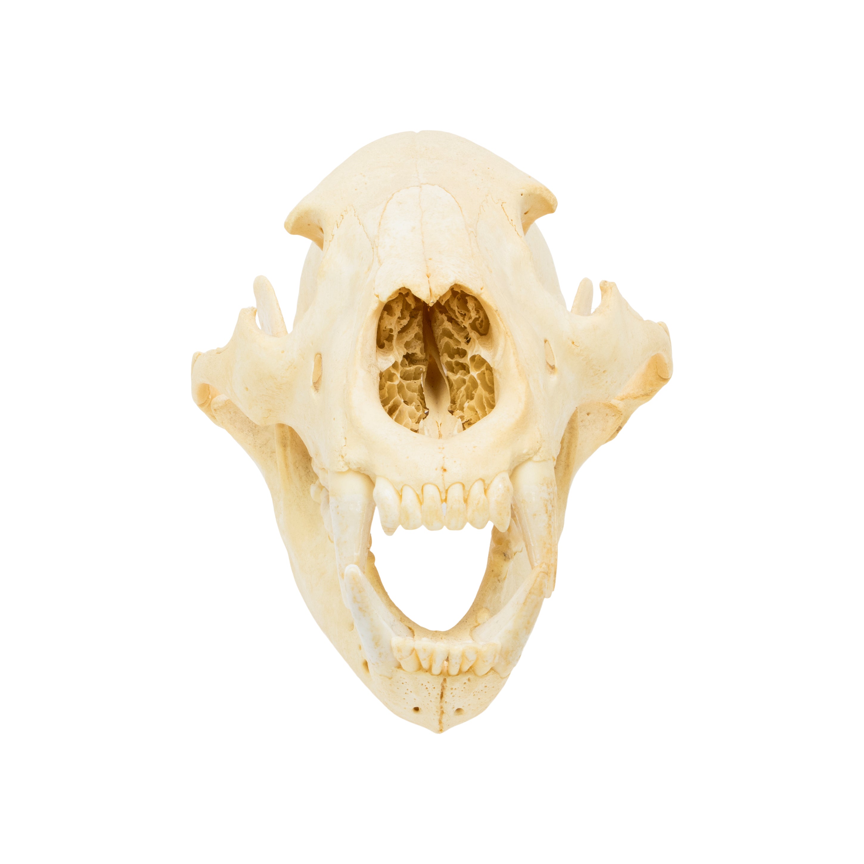 Bear Skull