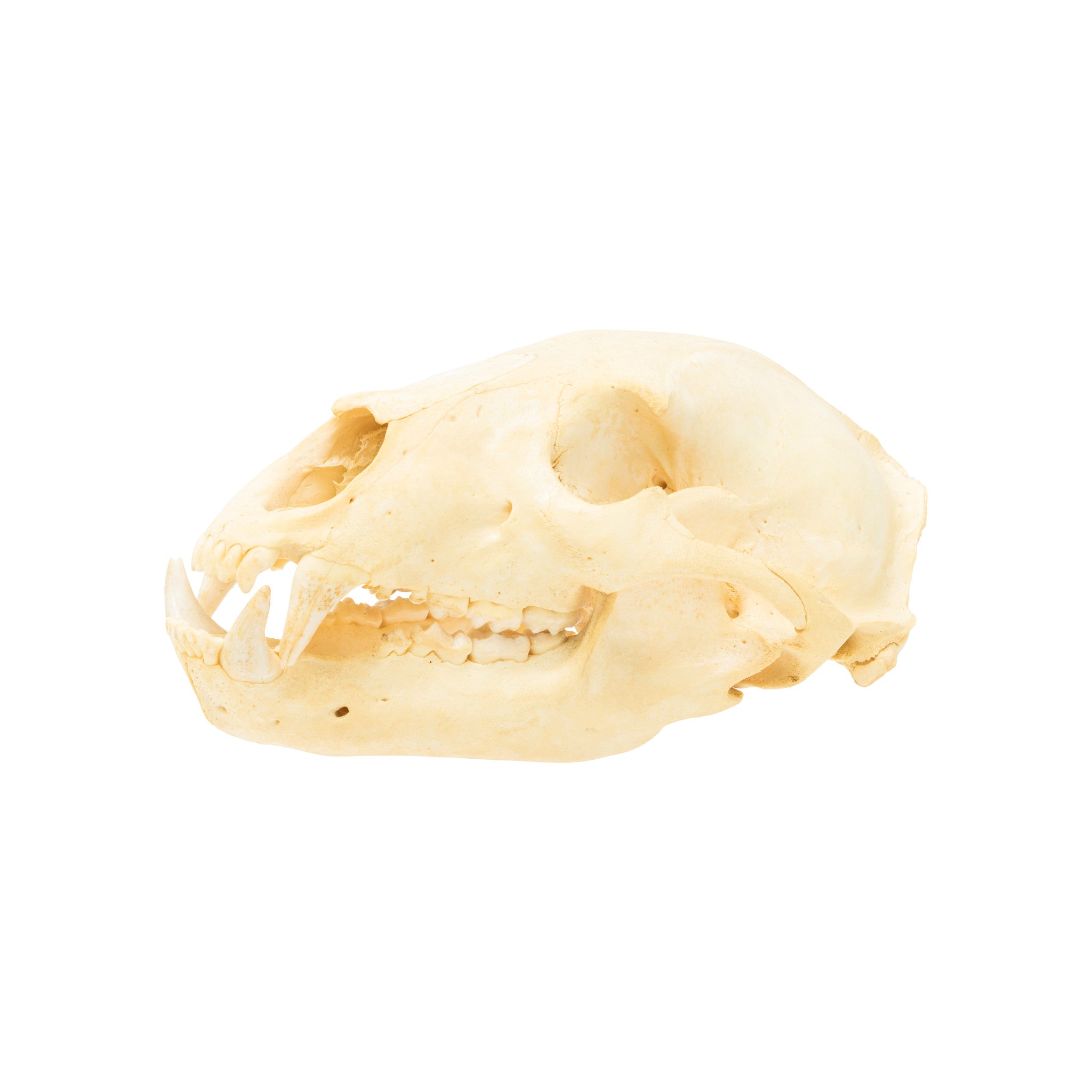 Bear Skull