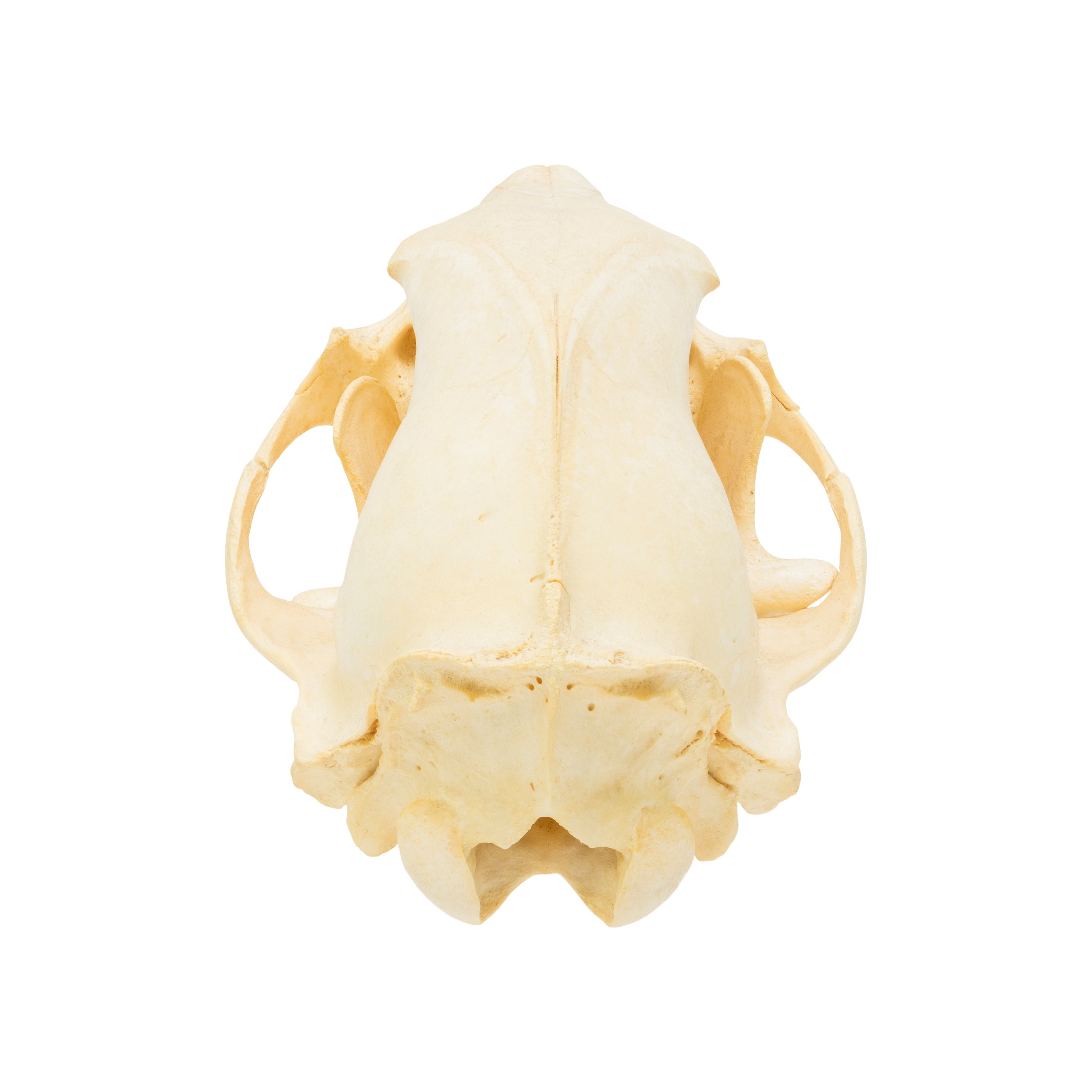 Bear Skull