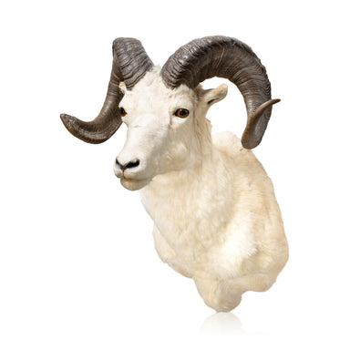 Dall Ram, Furnishings, Taxidermy, Sheep