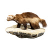 Wolverine Full Mount, Furnishings, Taxidermy, Other