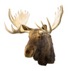 Yukon Moose, Furnishings, Taxidermy, Moose