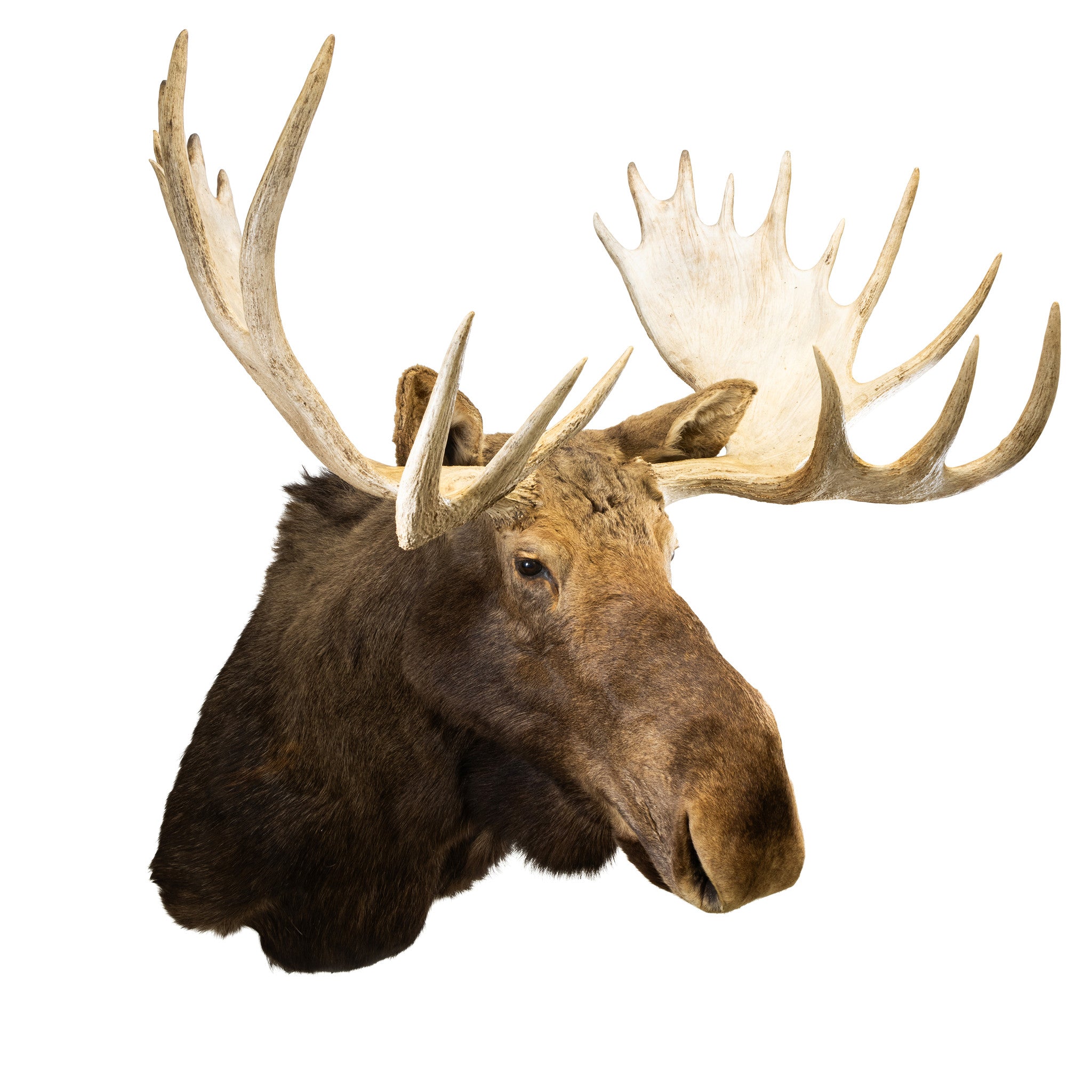 Yukon Moose