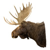 Yukon Moose