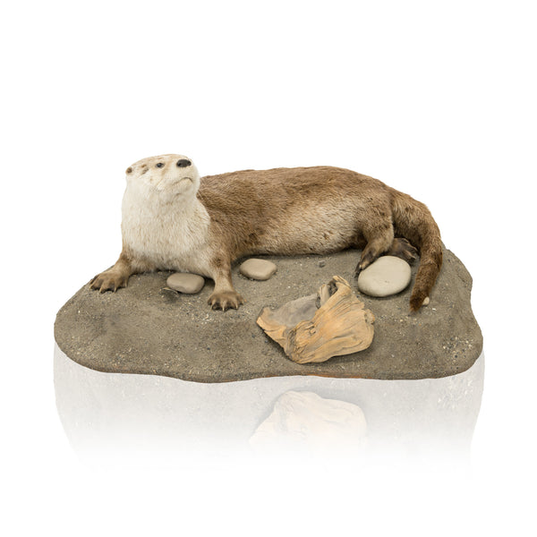 River Otter Mount, Furnishings, Taxidermy, Other