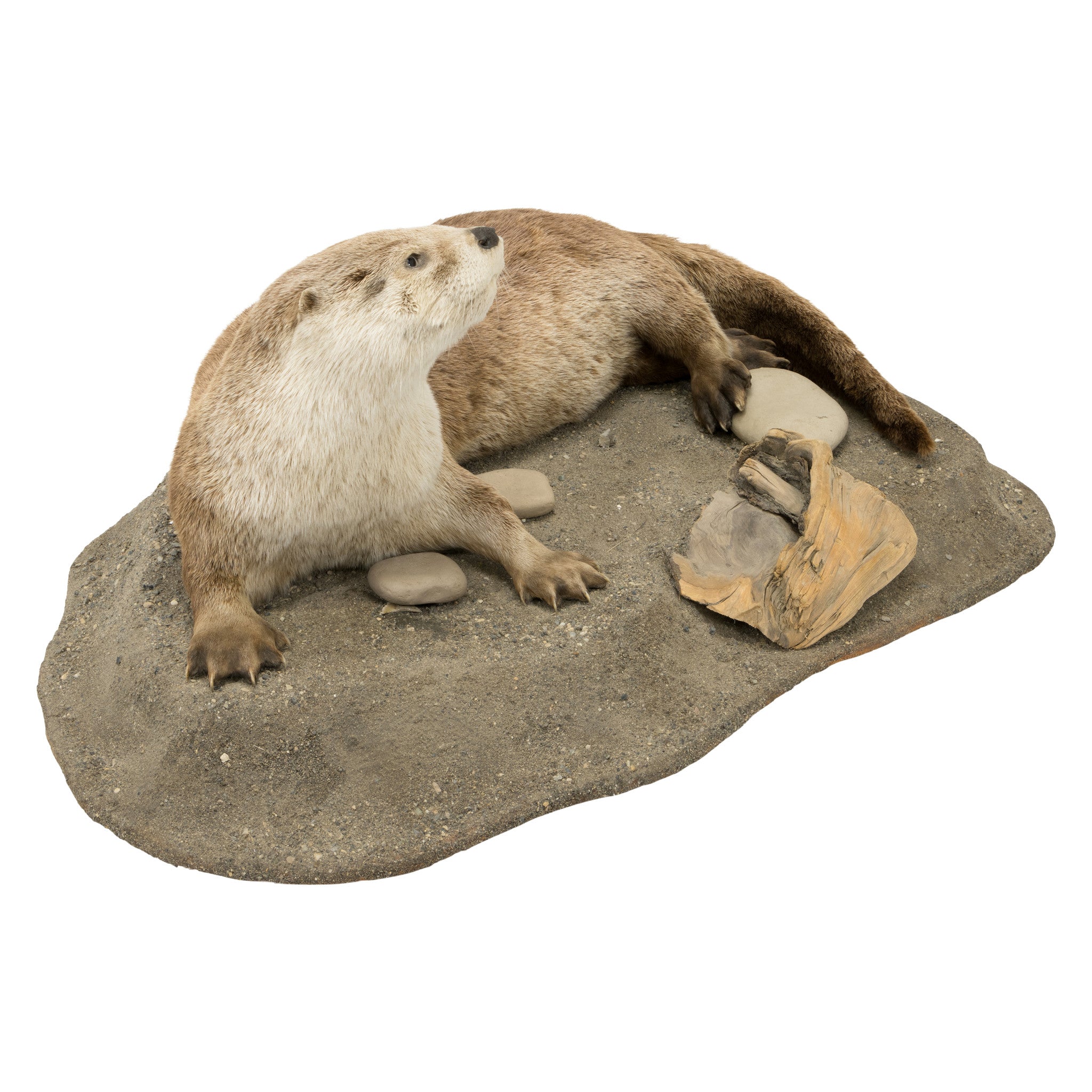 River Otter Mount