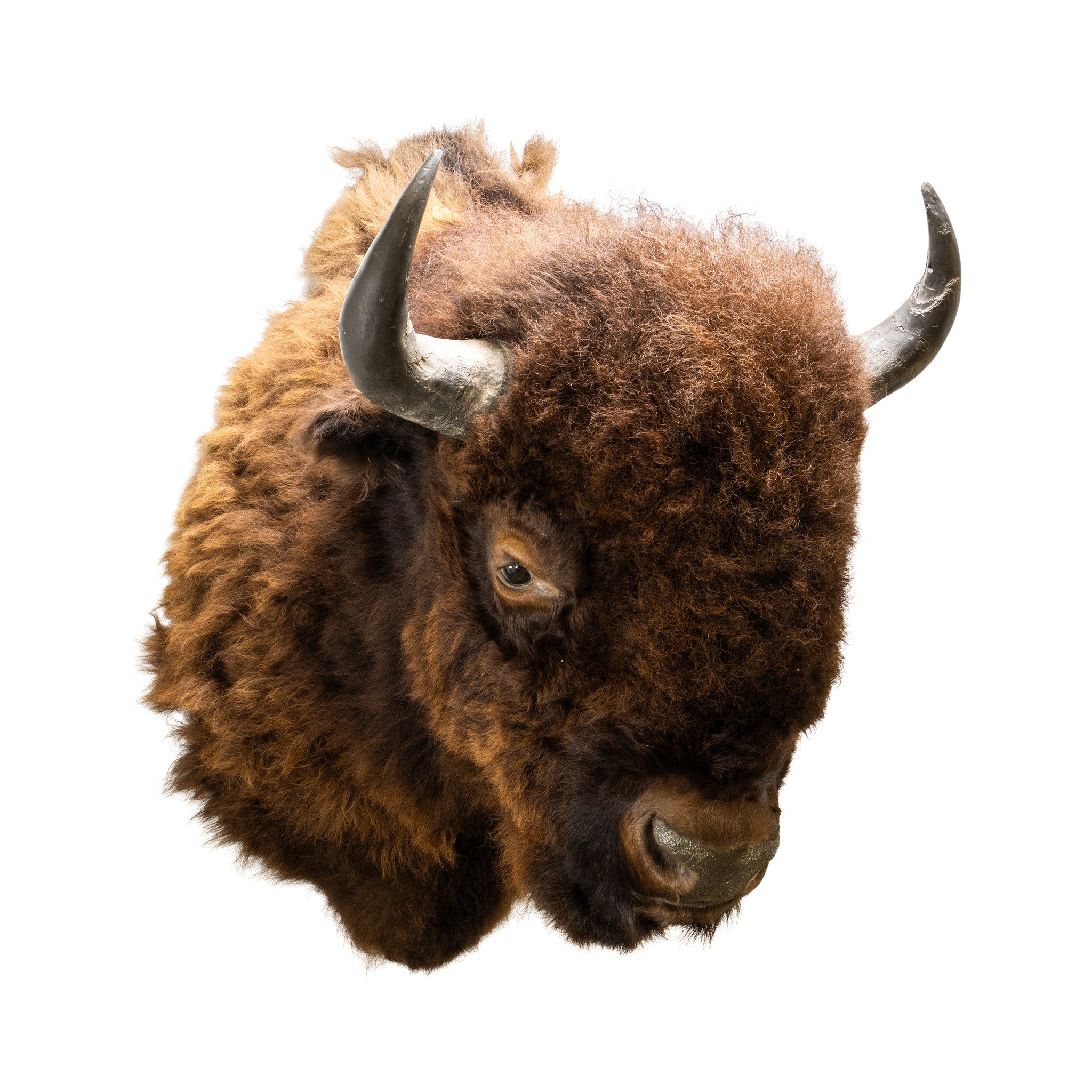 Buffalo Herd Bull, Furnishings, Taxidermy, Buffalo