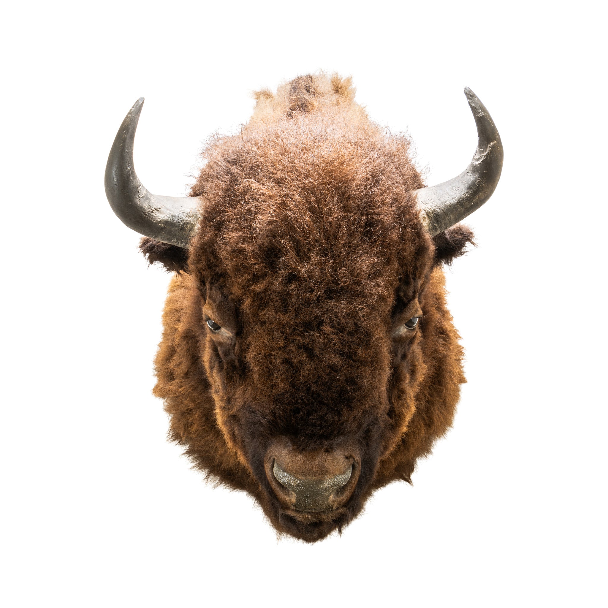 Buffalo Herd Bull
