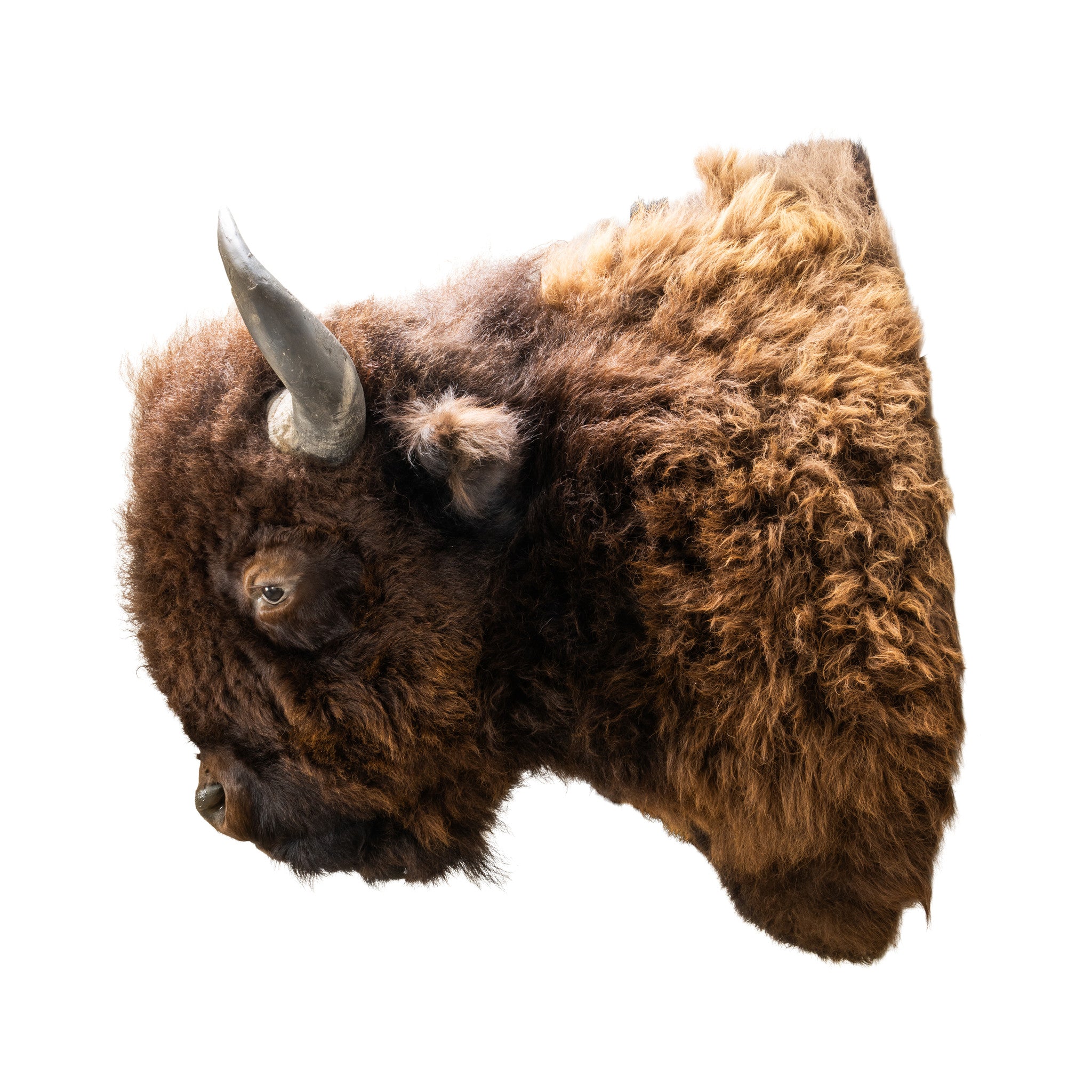 Buffalo Herd Bull