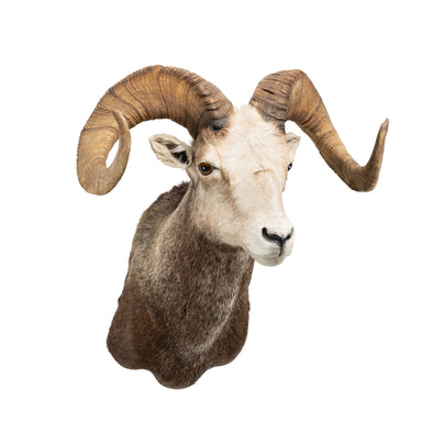 Stone Sheep Shoulder Ram, Furnishings, Taxidermy, Ram