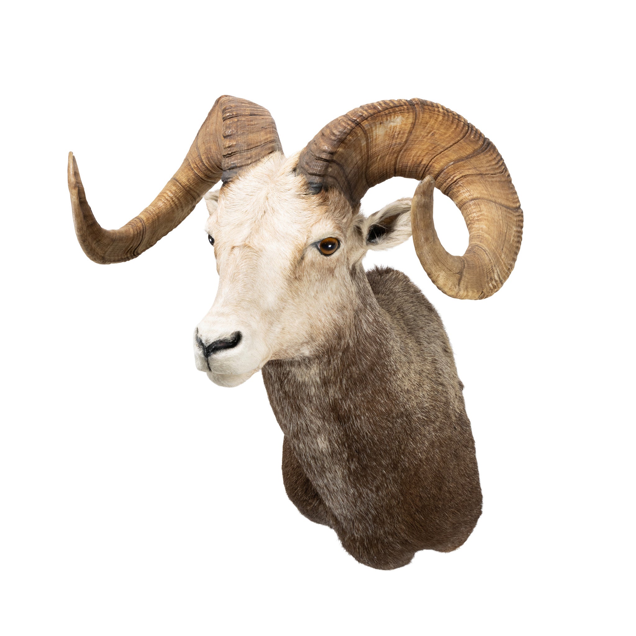 Stone Sheep Shoulder Ram